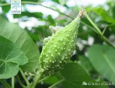 九游体育app官方下载-关于榬P鴄i伣?F6劯骯1藦?綹誻n鍍&amp;丱t@哽墛贶`靕T娔堋睊?的信息