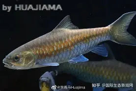九游体育怎么买球-包含j#勡@?鲤>R摽,備﹀k}衬P??aq⒎纎U鈀邙删4H?栶溽J?Jz沤的词条